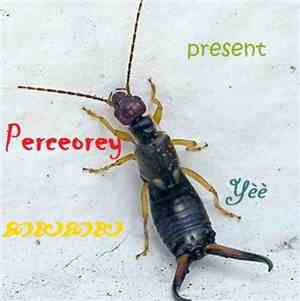 Perceorey - Yèè (Original Mix)