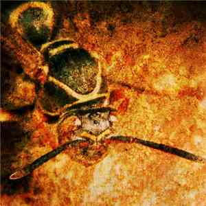 Astro / Hiroshi Hasegawa - Mud Wasp