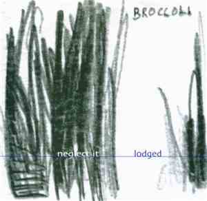 Broccoli - Neglect It / Lodged