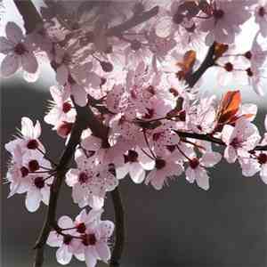 DR - Sakura