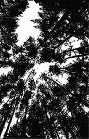 Wømb - Perceptions Of Sightlessness