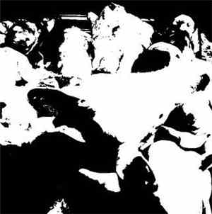 Absence.Insolution - The Slaughter Of Pigs