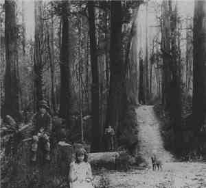 Sleep Column - Lost Youth In The Forest