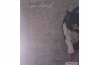 Braindead  - No Consequences