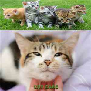 Cat Care - Cat Care