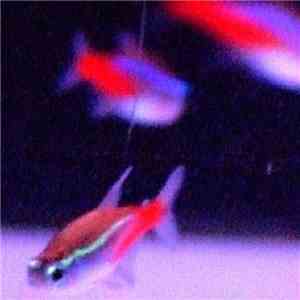 Fake Neon Insides - へようこそVirtual Aquarium
