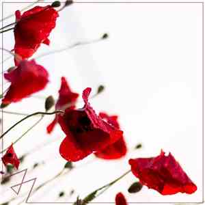 Madilyn Bailey - Symphony