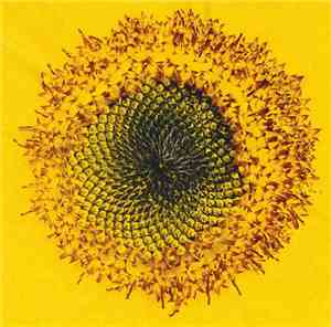 Stefan Jaworzyn - Principles Of Inertia