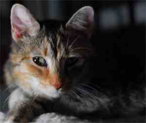 i AM esper - Music To Help My Cat Sleep