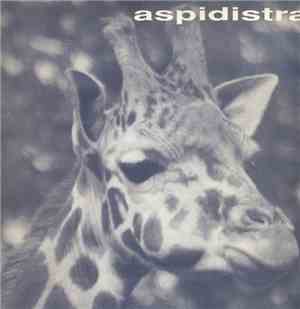 Aspidistra - Sunrise