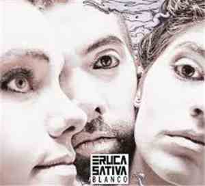Eruca Sativa - Blanco