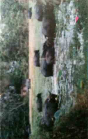 Wendy In The Mountains And The Caves With The Slaves - Hunting And Gatherin ...