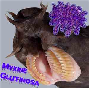 Myxine Glutinosa - Myxine Glutinosa 1