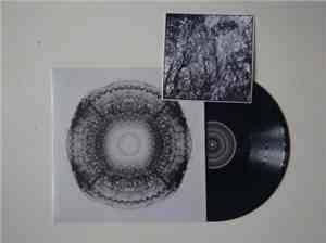 Mogano - Sycomore