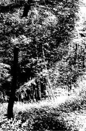 Forest Grave - To Bear The Marks Of Time / Chronicles In The Bark