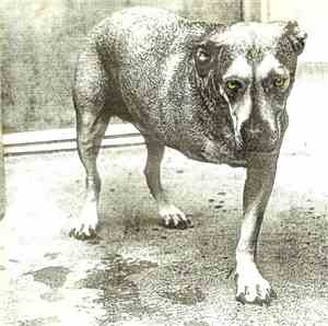 Alice In Chains - Alice In Chains