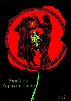 Nundata -  Papaveraceae