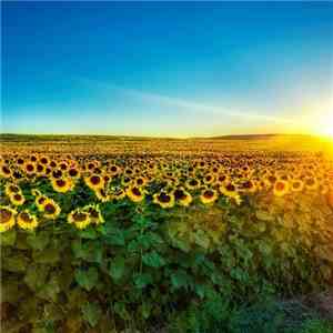 Alterleo - Sunflower Field
