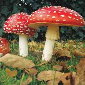 Colored Mushroom And The Medicine Rocks - Colored Mushroom And The Medicine ...
