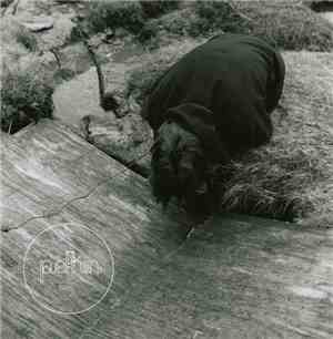 Pefkin - The All-Alone Stone