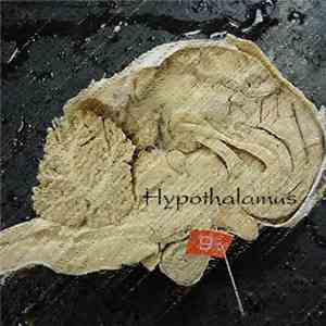 Zyprex - Hypothalamus