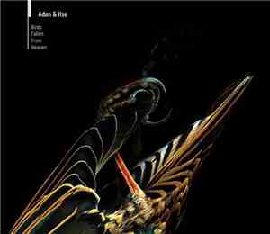 Adan & Ilse - Birds Fallen From Heaven