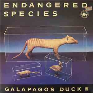 Galapagos Duck - Endangered Species