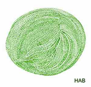 Hab  - Hab