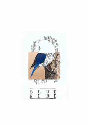 Bluebird - Giraffidae