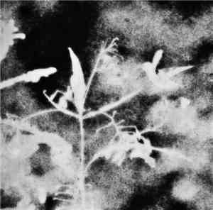 DR  - November Lullabies
