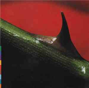 Nusrat Fateh Ali Khan & Michael Brook - Night Song