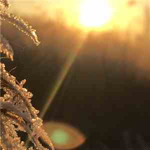 Snufmumriko - At First Light