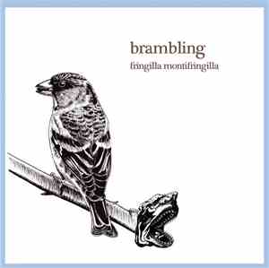 Brambling - Fringilla Montifringilla