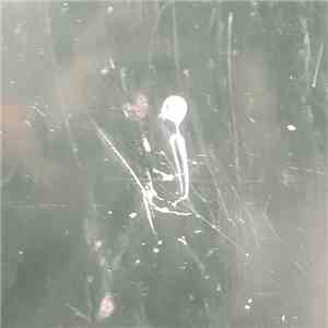 Orderinthechaos - Orderinthechaos