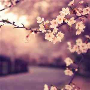 Autumn Nocturne - Sakura