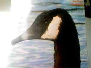 Jay Ungar & Lyn Hardy - Catskill Mountain Goose Chase