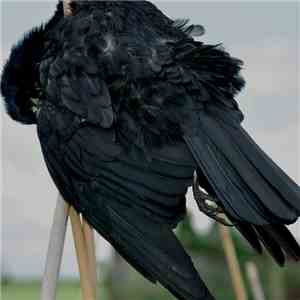 Red Kite  - Songs For Crow