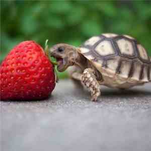 Sloth  - Now It's Time To Share Dessert!
